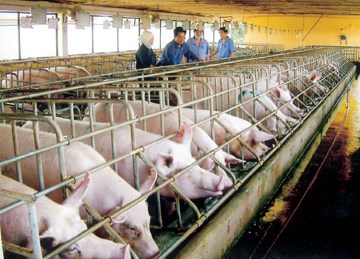 Chăn nuôi: Thị trường nội vẫn hấp dẫn "đại gia" FDI
