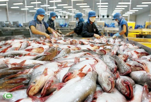 Mỹ áp thuế chống bán phá giá đối với cá tra Việt Nam