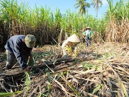 Sản lượng đường của Thái Lan thấp nhất trong 9 năm do hạn hán