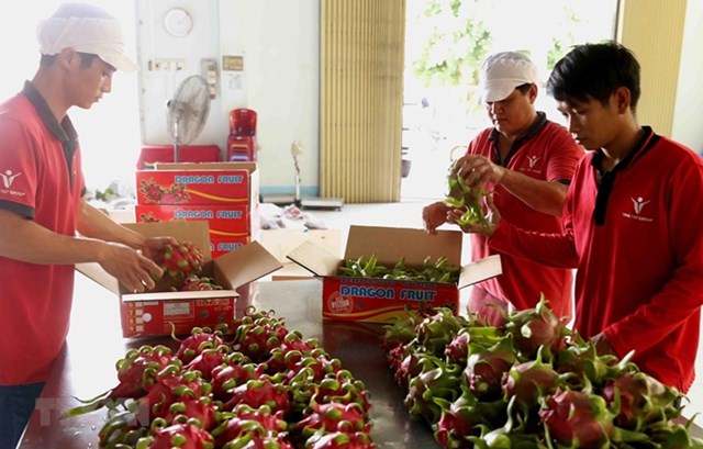 Thị trường Austalia đón nhận thanh long ruột đỏ của Việt Nam