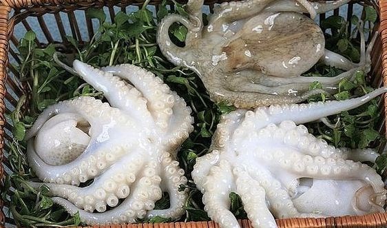 TT thủy sản: Trung Quốc tăng mạnh nhập khẩu mực, bạch tuộc từ Việt Nam