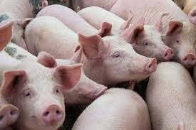 Giá lợn hơi ngày 10/8/2020 giảm nhẹ phiên đầu tuần