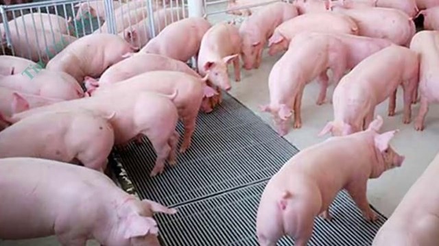 Giá lợn hơi ngày 12/8/2020: Tiếp tục giảm khoảng 1.000 - 5.000 đồng/kg