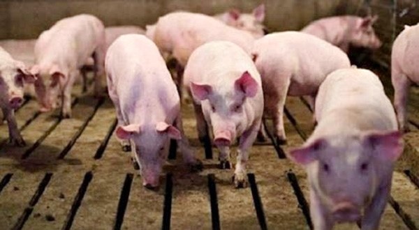 Giá lợn hơi ngày 23/8/2020, duy trì mức giá ổn định trên cả ba miền