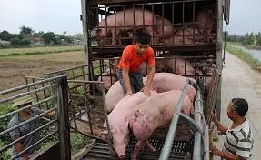 Giá lợn hơi ngày 25/8/2020, dao động trong khoảng 79.000-86.000 đồng/kg