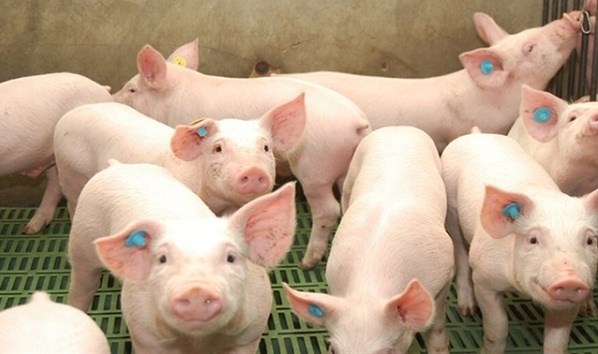 Giá lợn hơi ngày 26/8/2020: Tiếp tục giảm ở hai miền Bắc- Nam