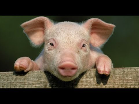 Giá lợn hơi ngày 7/9/2020: Tiếp tục giảm, thấp nhất 74.000 đồng/kg