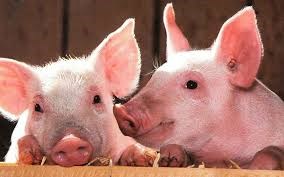 Giá lợn hơi ngày 22/9/2020: Miền Nam điều chỉnh giảm ở một số địa phương.