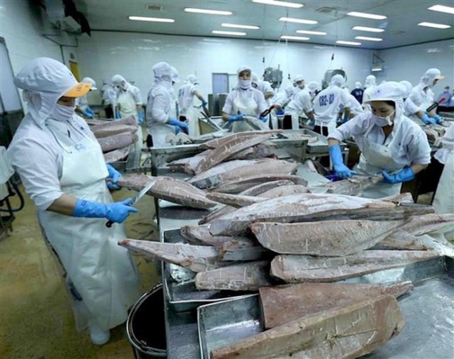 Xuất khẩu cá ngừ Việt Nam sau nửa tháng thực thi EVFTA