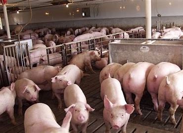 Kho dự trữ thịt lợn của Trung Quốc dần cạn kiệt giữa cơn bão giá liên tục leo thang