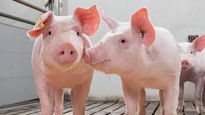 Giá lợn hơi ngày 29/9/2020: Miền Trung- Tây Nguyên giảm mạnh 