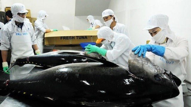 Cá ngừ Việt Nam xuất khẩu sang Ai Cập tăng 65%
