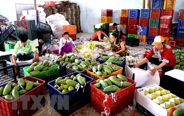 Xuất khẩu rau quả giảm 11%