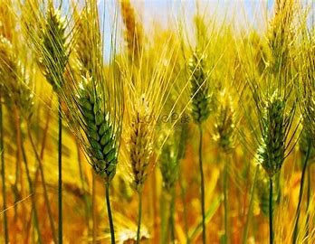 Thị trường TĂCN thế giới 1/12/2020: Giá lúa mì tăng cao sau nhiều phiên giảm sâu