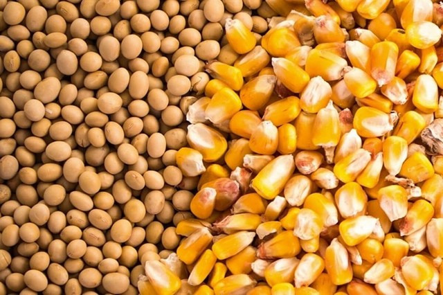 Trung Quốc mua 1,36 triệu tấn ngô từ Mỹ