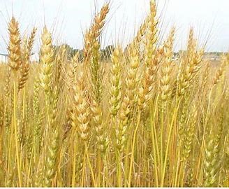 Biến động ngũ cốc hàng tuần: Xu hướng sản lượng thấp hơn