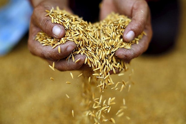 Xuất khẩu lúa mì Ấn Độ tái xuất khẩu trong bối cảnh giá toàn cầu cao