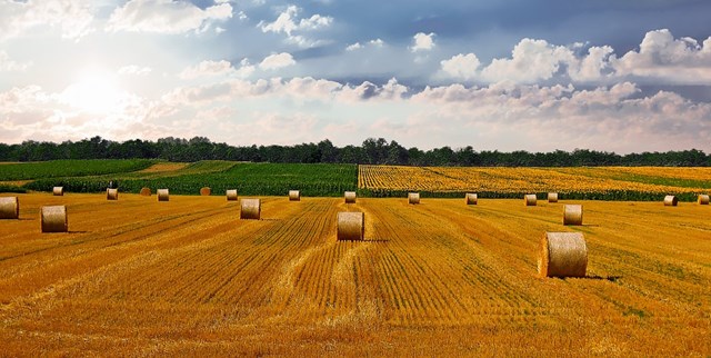 Ấn Độ dự kiến thu hoạch lúa mì, gạo kỷ lục trong năm 2021