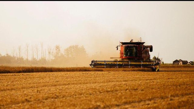 IGC nâng dự báo sản lượng lúa mì toàn cầu niên vụ 2020/21