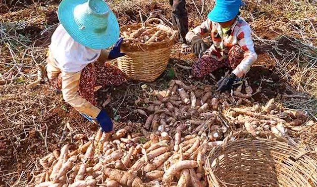 Sắn Campuchia xuất khẩu sang Thái Lan và Việt Nam đang được giá