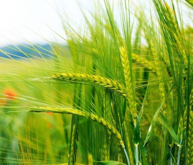  TT ngũ cốc thế giới ngày 10/03/2021: Giá lúa mì giảm sau khi phục hồi