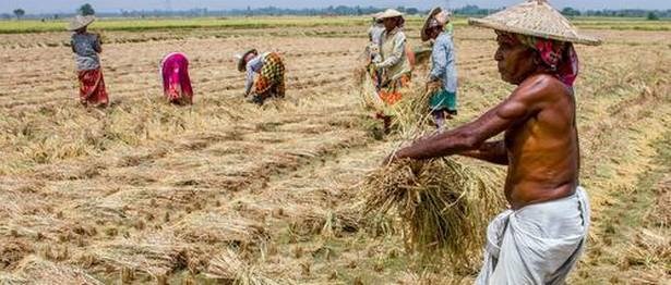 Ấn Độ giữ vững giá gạo toàn cầu với mức xuất khẩu kỷ lục