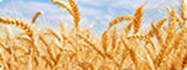 Ấn Độ dự kiến sẽ thu hoạch vụ lúa mì kỷ lục trong năm nay