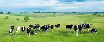 Argentina: Các nhóm trang trại tăng cường biện pháp phản đối lệnh cấm xuất khẩu thịt bò