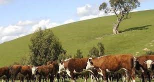 Giá thịt bò thế giới bắp kịp giá thịt bò Australia