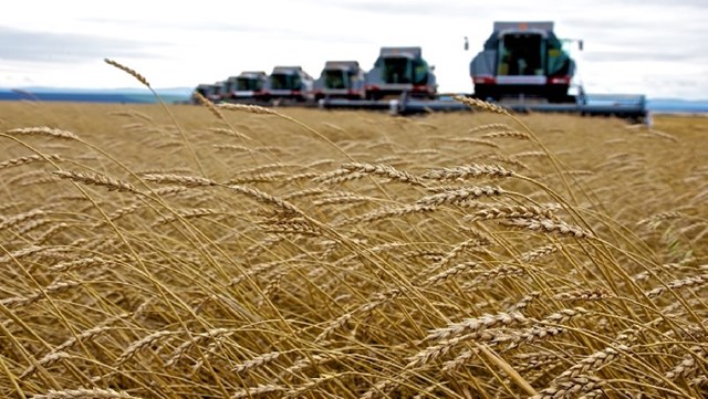 Thuế xuất khẩu lúa mì của Nga sẽ giảm mạnh vào đầu tháng 6/2021