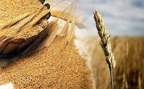 Giá ngũ cốc thế giới ngày 28/6: Đậu tương và ngô tăng trở lại