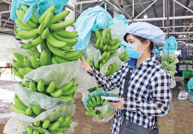 Hàn Quốc tăng nhập khẩu trái chuối từ thị trường Việt Nam