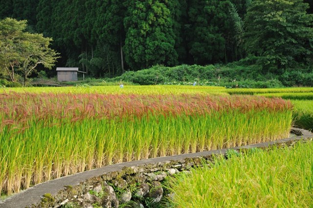 Sản lượng lúa của Nhật Bản có thể lần đầu tiên dưới ngưỡng 7 triệu tấn