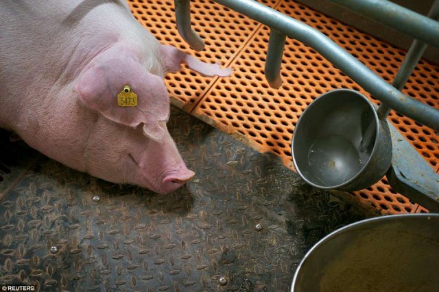 Trung Quốc: Lợn được nuôi trong “khách sạn” cao tầng