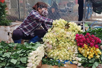 Hơn 100 triệu cành hoa ở Lâm Đồng cần được hỗ trợ tiêu thụ