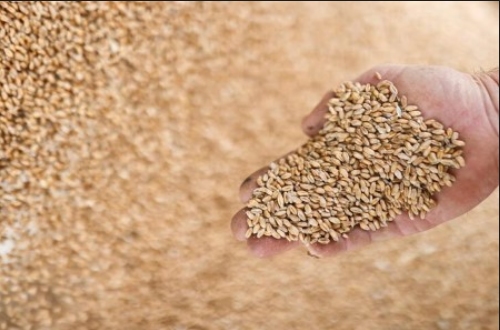 Pháp cắt giảm dự báo sản lượng lúa mì năm 2021 do thời tiết không thuận lợi