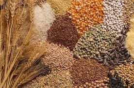 Giá ngũ cốc ngày 27/9: Ngô, lúa mì giảm, đậu tương tăng