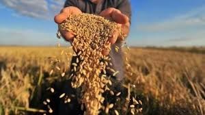 Giá ngũ cốc ngày 8/3/2022: Lúa mì giảm từ mức cao nhất trong 14 năm