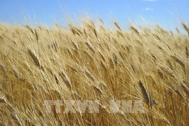 Ukraine siết chặt xuất khẩu nông sản thiết yếu