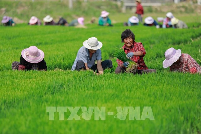Trung Quốc thực hiện nhiều biện pháp nhằm đảm bảo cung ứng nông sản thông suốt