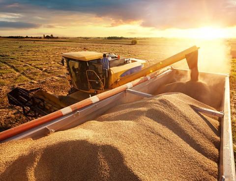 Giá lúa mì tiếp tục tăng khi Nga đối mặt với các lệnh trừng phạt mới