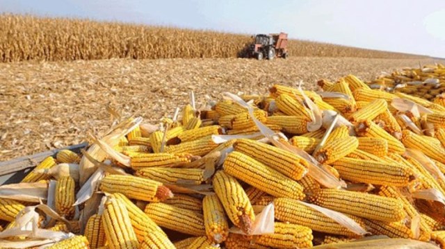 Giá ngũ cốc ngày 8/4/2022: Đậu tương tăng, ngô và lúa mì giảm