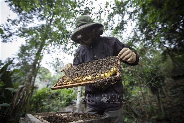 Bộ Thương mại Hoa Kỳ giảm gần 7 lần thuế chống bán phá giá với mật ong của Việt Nam