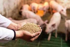 Giá thức ăn chăn nuôi lại tăng, giá heo dậm chân tại chỗ