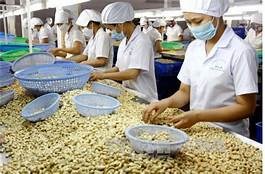 Tận dụng cơ hội từ EVFTA xuất khẩu điều của Việt Nam tiếp tục khởi sắc