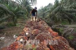 Indonesia sắp dỡ bỏ lệnh cấm xuất khẩu dầu cọ