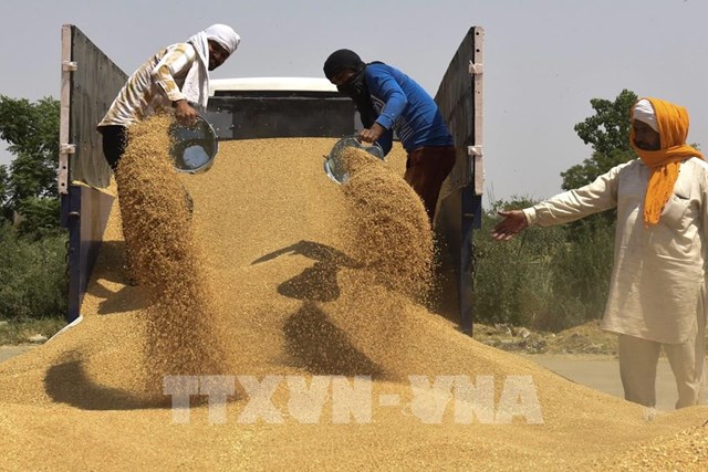 Giá phân bón tăng đe dọa hoạt động sản xuất lúa gạo ở châu Á