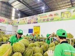 Yêu cầu kiểm dịch thực vật với quả sầu riêng Việt Nam khi nhập khẩu vào thị trường Trung Quốc