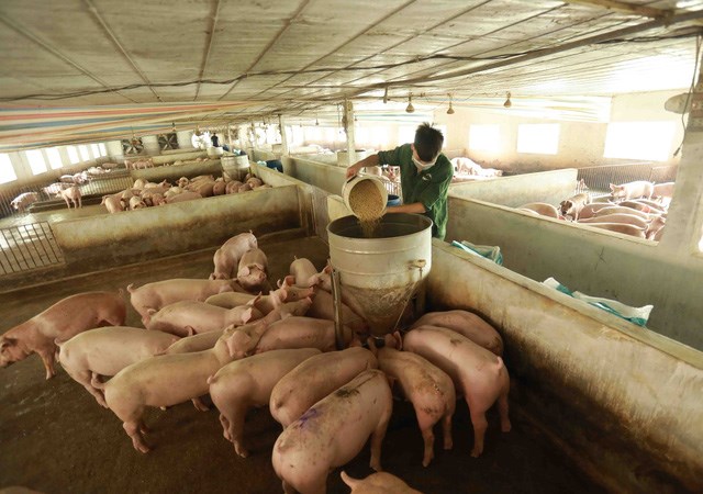 Tăng đàn đảm bảo nguồn cung thịt lợn cuối năm