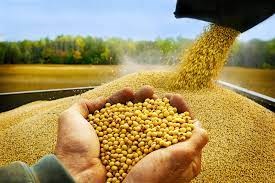 Giá bột đậu tương Trung Quốc đạt mức kỷ lục do nguồn cung thắt chặt
